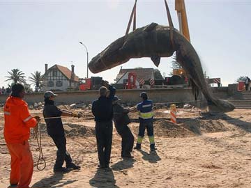 Dead whale found on Uruguay beach buried