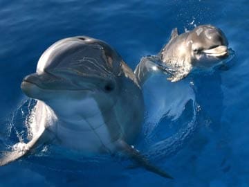 Japanese fishermen capture dolphins ahead of slaughter