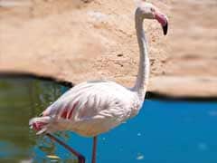 World's oldest flamingo dies in Australian zoo, aged 83
