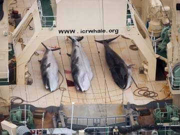 Anti-whaling activists Sea Shepherd catches Japanese fleet for killing four whales