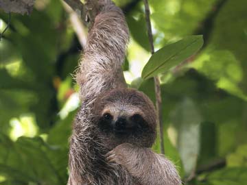 Sloth and moth are loth to part - and here's why