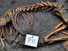Aztec dog burial site found in Mexico City