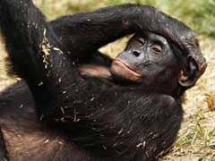 Bonobos, like humans, keep time to music: study