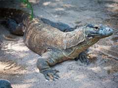 Komodo dragon dies at Indonesia's 'death zoo'