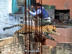 Leopard loose in Meerut, police guard schools, colleges in terrorised town