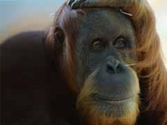 Humans drove orangutans to leave trees for ground