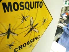 Nazis plotted to breed super-mosquitoes to infect enemy, claims researcher