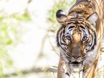 Man tries to feed himself to tigers