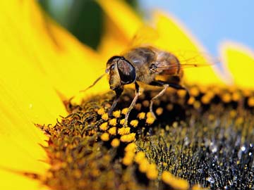 Polish woman guilty of killing two million bees: court