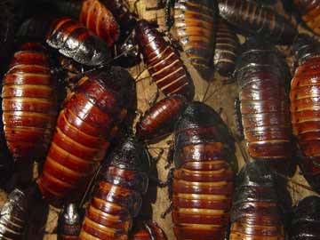 39 new cockroach species identified in US and Mexico