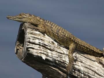 Crocodiles can climb trees: study