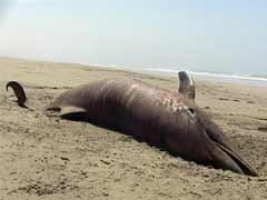 More than 400 dead dolphins on north Peru coast