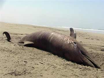 More than 400 dead dolphins on north Peru coast