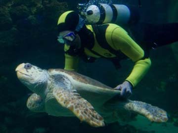 Search resumes for seven Japanese divers missing near Bali