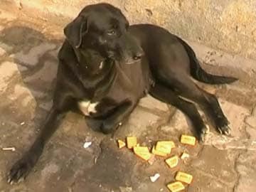 Dog detained for allegedly biting ex-cop in Uttar Pradesh
