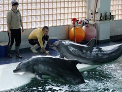 In election year, Romania debates giving human rights to dolphins