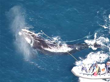 Fishing rope cut from endangered whale off Georgia