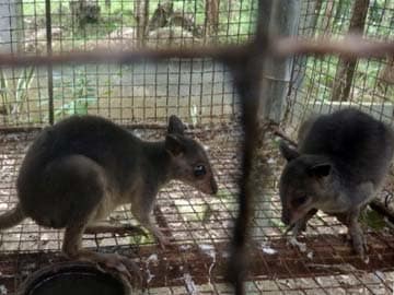 Large cache of smuggled exotic animals seized in Philippines