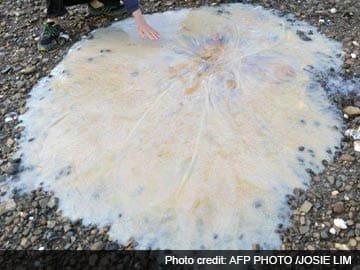 Mystery giant jellyfish washes up in Australia