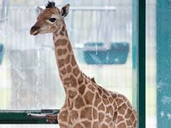 Young giraffe put down at Copenhagen zoo despite uproar