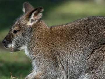 Six kangaroos die in stray dog attack at Russian zoo