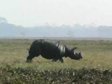 Guwahati: One person attacked by rhinoceros; killed