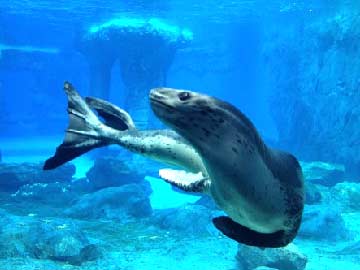 World's only captive leopard seal put down