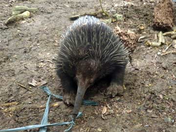 New haul of exotic animals seized in Philippines