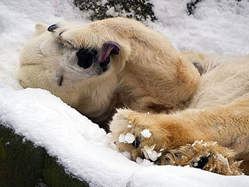 Polar bears join natural wonders at Google Maps