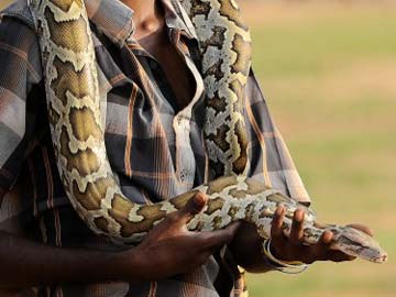 Snake-handling preacher dies in Kentucky after being bit by snake