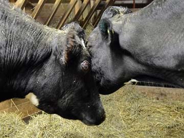 Border no barrier for rescuers uniting blind cows