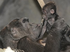 San Diego Zoo performs rare caesarean section on gorilla