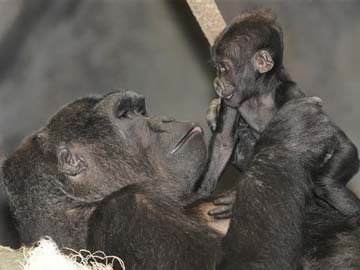 San Diego Zoo performs rare caesarean section on gorilla