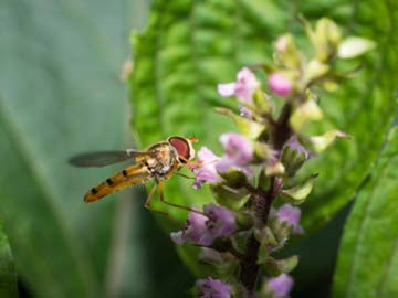 Sex-change flies to combat one of Australia's worst pests 