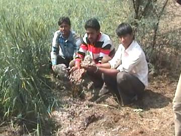 Unseasonal rain, hailstorms a nightmare for farmers in Madhya Pradesh