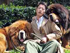 Tibetan mastiff twins sell for $3 million in China