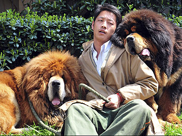 Tibetan mastiff twins sell for $3 million in China