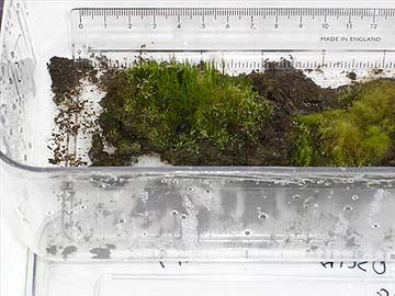 Frozen for 1,600 years, Antarctic moss revived