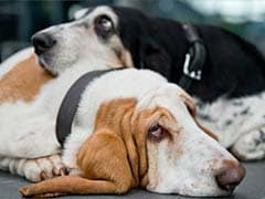 UK woman 'marries' pet dog, gives a kiss to seal wedding