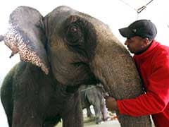 Elephants can gauge threat from human voices: study