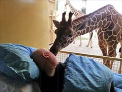 A giraffe's final goodbye to dying zoo worker