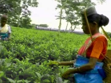 Tea Garden Assam Sex Porn - India Matters: The despair and hope of Assam tea garden workers this  election