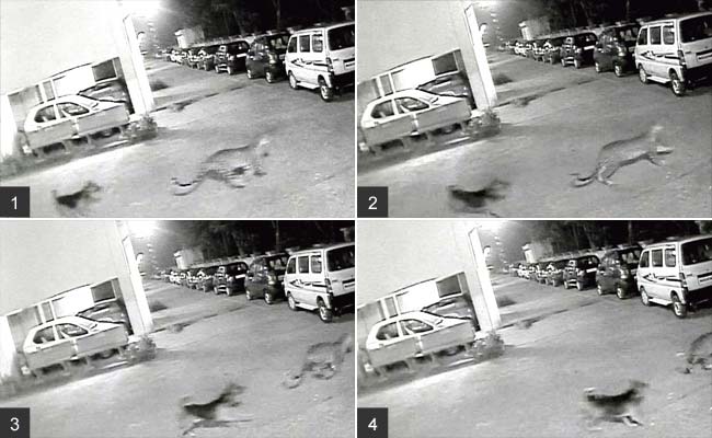 Mumbai's chase of the year: Stray dog chases leopard away