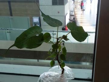 India's gift to South Korea: A sacred Bodhi Tree sapling 