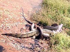 Snake wins life and death battle against a crocodile