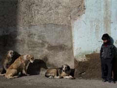 'Horrific' dog attack on Japanese girl in New Zealand