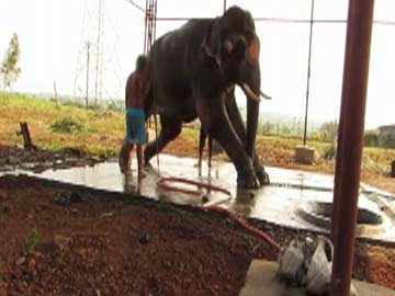 14-year-old elephant Sunder still being abused: PETA