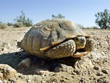 Chinese man kisses turtle 'goodbye', lands in hospital