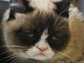 The Web's grumpiest cat has hit her terrible twos