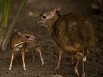 Hamster-sized deer born in Spain